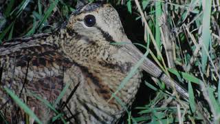 Eurasian woodcocks in autumn