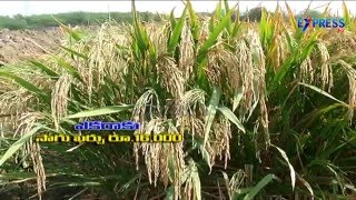 Success Story of Sugar free Rice RNR-15048 by Parvataneni Krishna Rao - Express TV