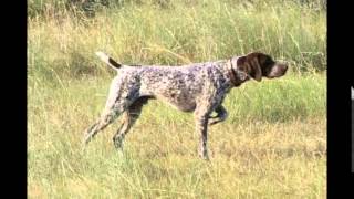 Neighbour Wants R700 in Dog Maintainance