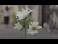 夕陽ヶ丘『 マーガレット』MV