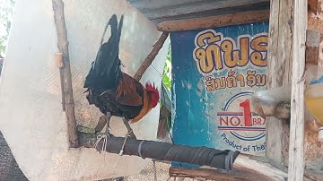 16 (2) qaib f3Saib ua kev lom zem nawb cov phooj ywg nyiam qaib dib qaib qu. 2024