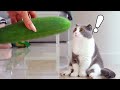 Cats vs Cucumber Compilation の動画、YouTube動画。