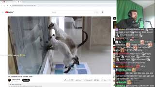 Forsen Reacts to Our Siamese Cats at Shower Time
