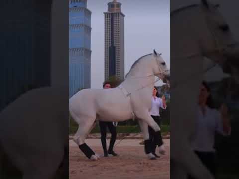 Video: Morgan konj