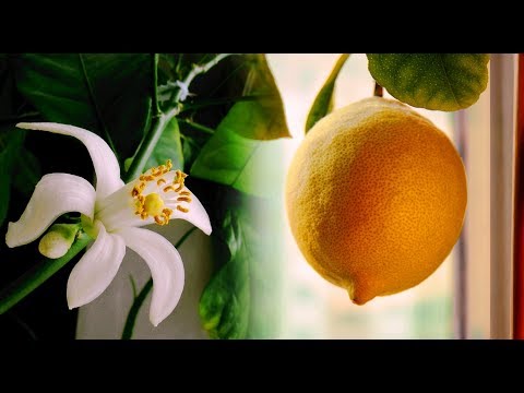 Video: Ponderosa limon daraxtini parvarish qilish - mitti Ponderosa limon daraxtlari haqida ma'lumot