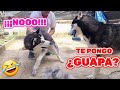 Max quiere poner guapa a la husky cachorro ¡QUIERE PEINARLA y CEPILLARLA! Pero ella no quiere 🤣