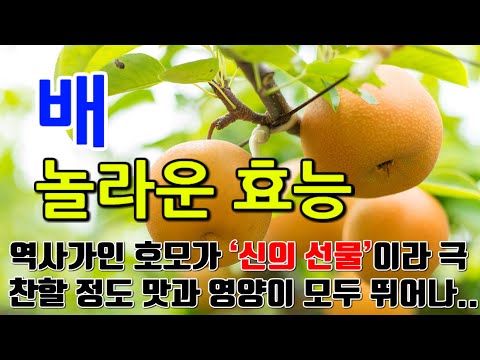 배의 놀라운 효능 9가지 & 부작용 / 역사가인 호모가 ‘신의 선물’이라고 극찬할 정도 맛과 영양이 뛰어나며, 성인병, 기관지, 항암 등에 효과적..