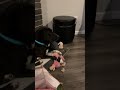 Smurf video