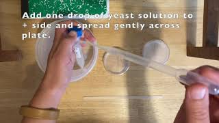 Culturing Microbes: Yeast Lab