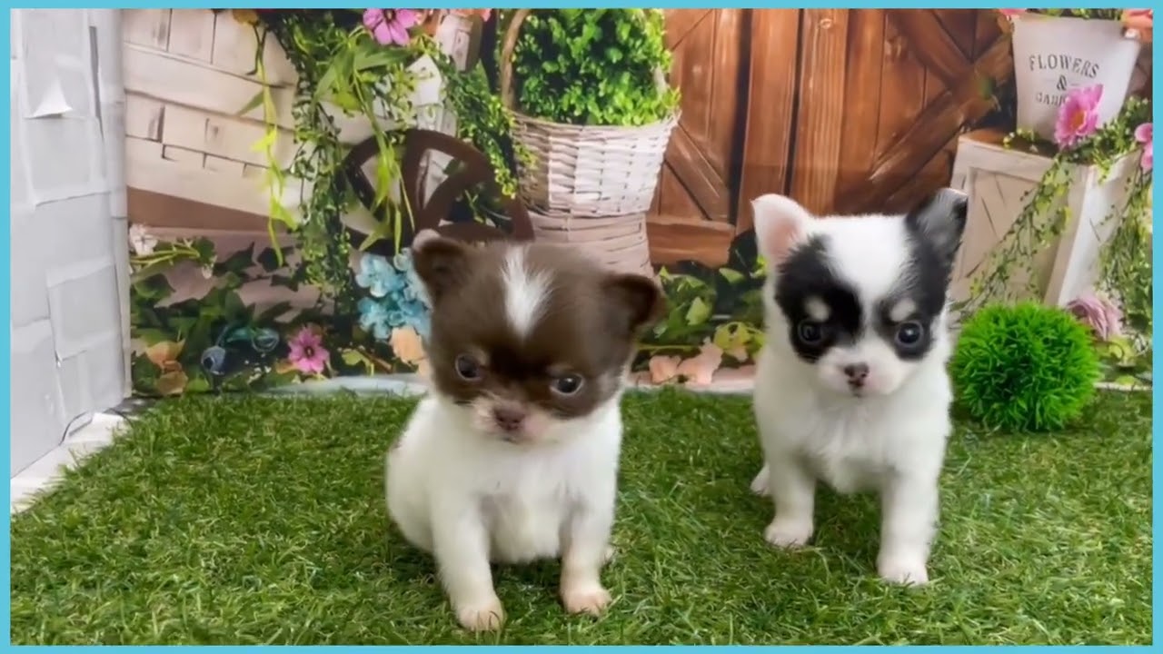 749796 チワワ（ロングコート） - YouTube