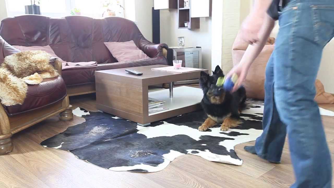 leaving dog home alone leaving dog home alone
