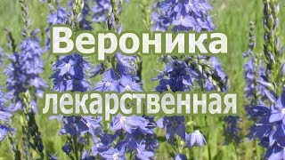 Трава вероника лекарственная, лечебные и полезные свойства растения, применение, рецепт настоя. Трава вероника лекарственная, лечебные и полезные свойства растения, применение, рецепт настоя.