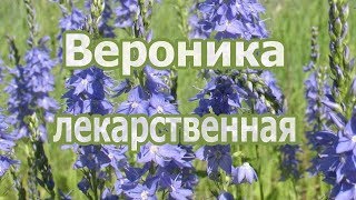 Трава вероника лекарственная, лечебные и полезные свойства растения, применение, рецепт настоя.