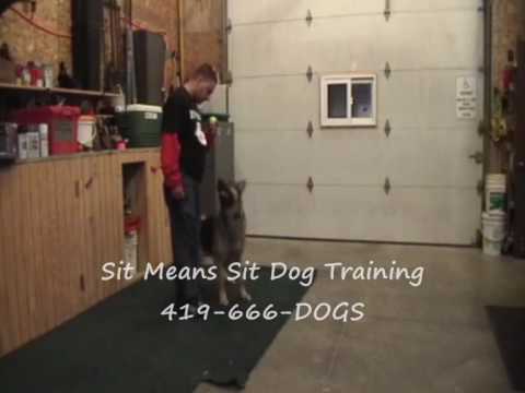 sit-means-sit-dog-training-northwest-ohio