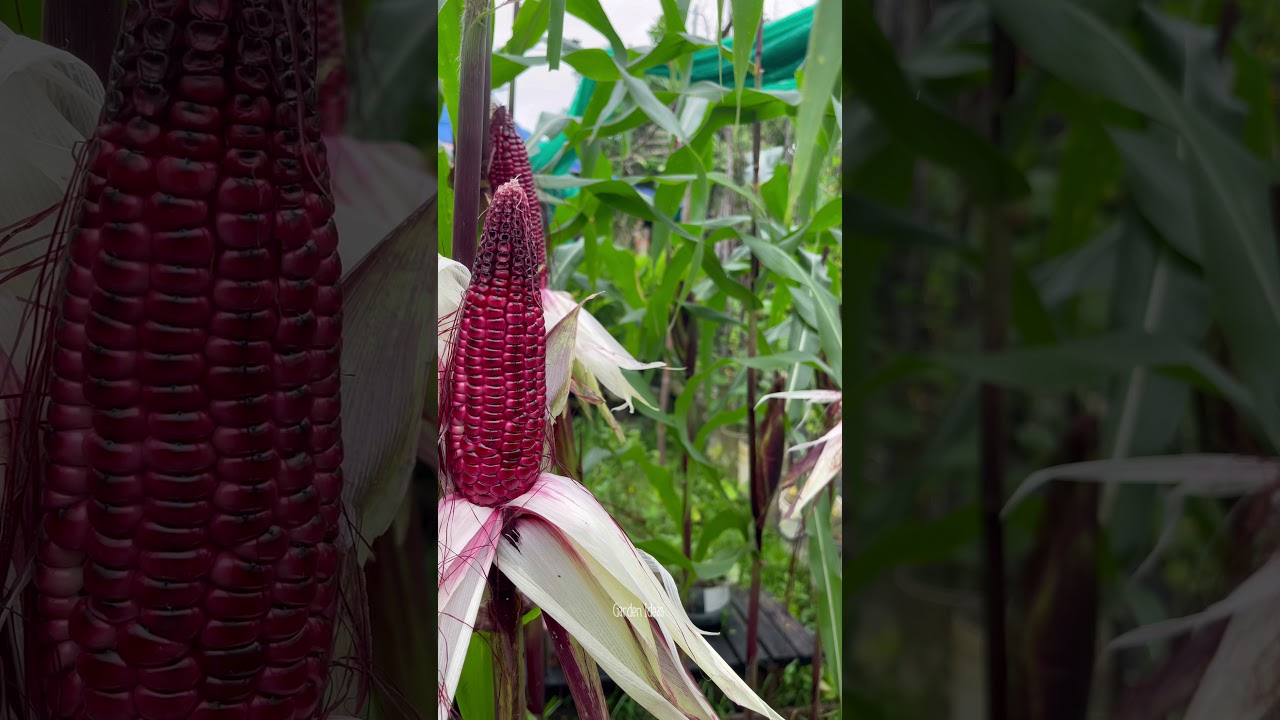 Beautiful ruby queen corn.
