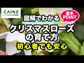クリスマスローズの育て方/別名:レンテンローズ【カインズ花図鑑】