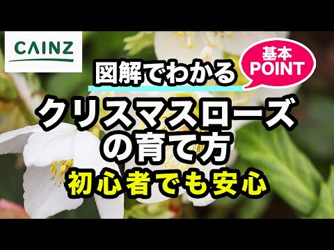 クリスマスローズの育て方/別名:レンテンローズ【カインズ花図鑑】