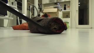 ダウンジャケットがとても気に入ってしまった猫