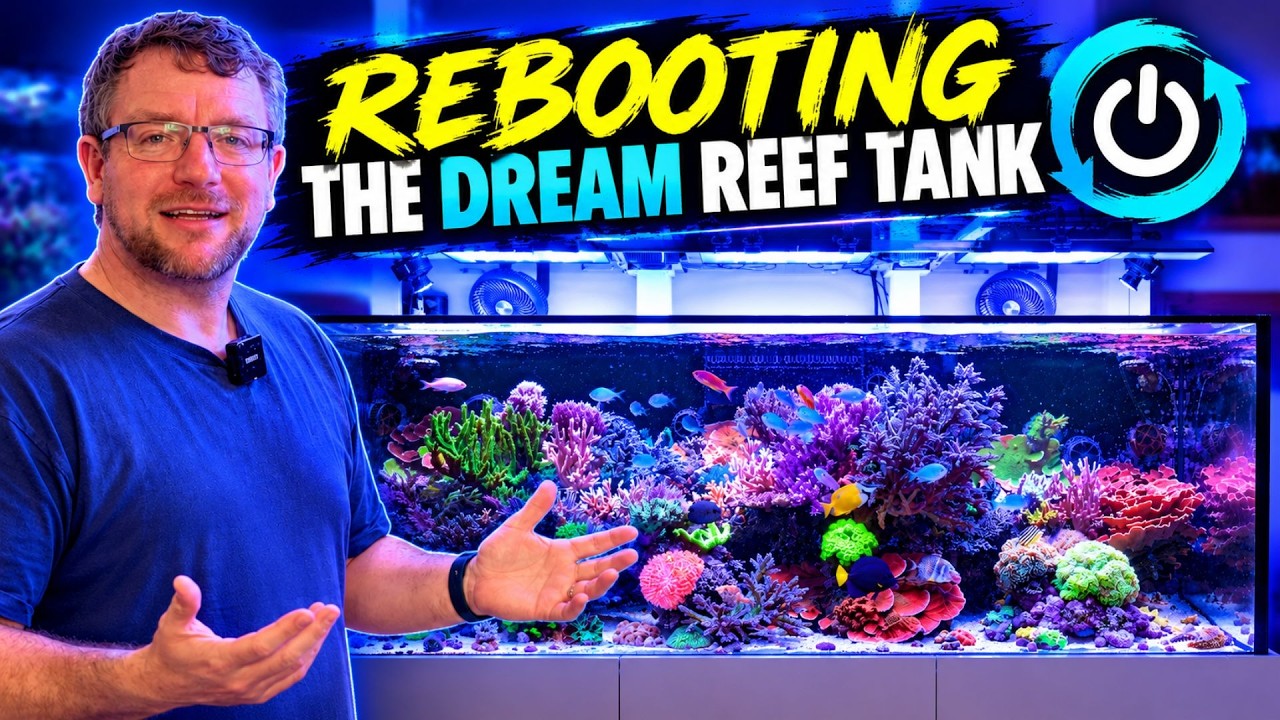 Rebooting The Dream Reef Tank - Progress!