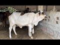 Afzal hamdani cattle farm ai done best breeding cow for brahman  vulcano 587