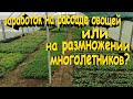 Заработок на рассаде овощей VS на размножении многолетних растений.