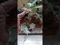 Orquidea phalenopsis recuperada completamente