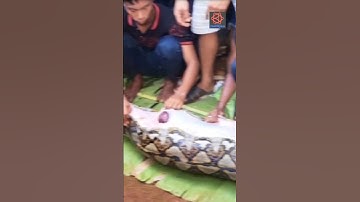 Missing Indonesian woman found inside python.