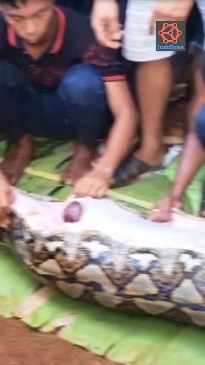 Missing Indonesian woman found inside python. - YouTube
