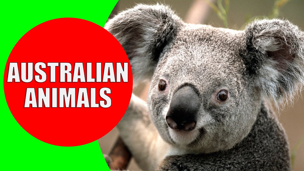 Australian Animals for Kids - Kiddopedia