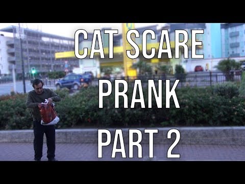 the-cat-scare-prank---part-2!