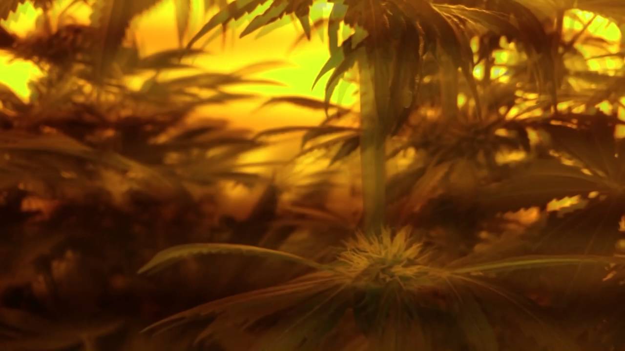 White Rhino Green House Seeds 2 weeks from harvest