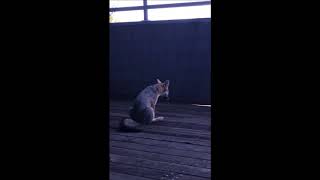 Pooping Fox
