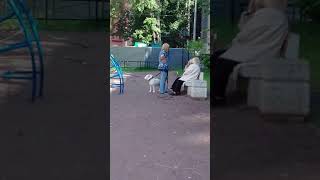 Луначарского 76 Спб детская площадка, выгул собаки,без намордника. Луначарского 76 Спб детская площадка, выгул собаки,без намордника.