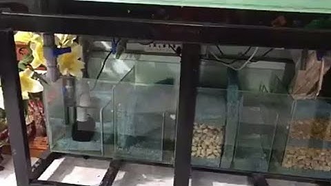 Hồ Cá Rồng Công Nghệ Mới Bốn Lớp Đáy..Hút Mặt Hút Đáy Thổi Luồn