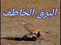 اسرع صيد بالعالم . كالرصاصة