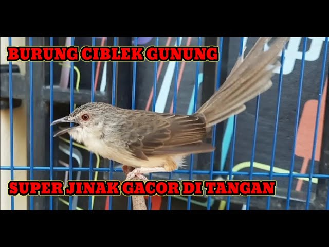 burung ciblek gunung super jinak gacor di tangan class=