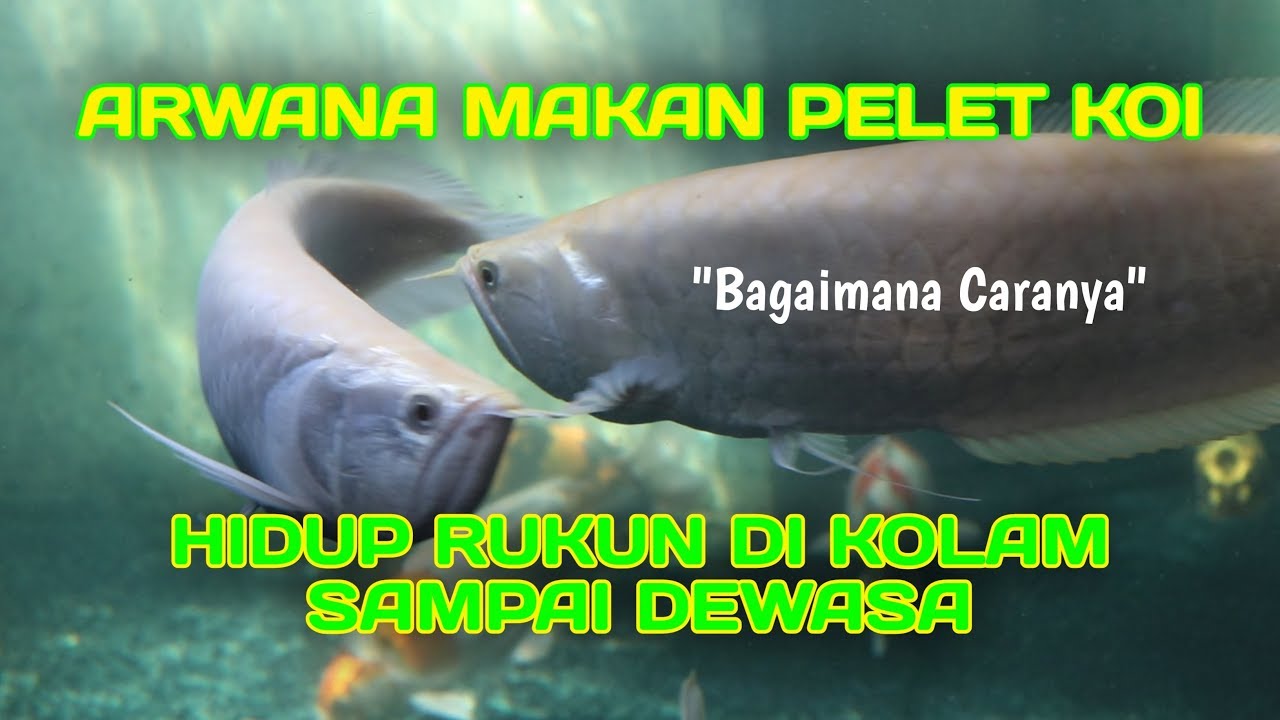 Arwana tumbuh di kolam koi hanya dengan memakan pelet dan cara merawatnya