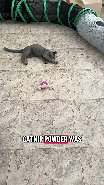 Testing cat nip spray #russianbluekitten #wasabithecat #orientalshorthair #catnip #reaction