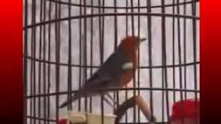 Download Lagu Kicau Mania | Suara Burung Anis Merah | GACOR Teler Doyong Juara I Royal Cup MP3