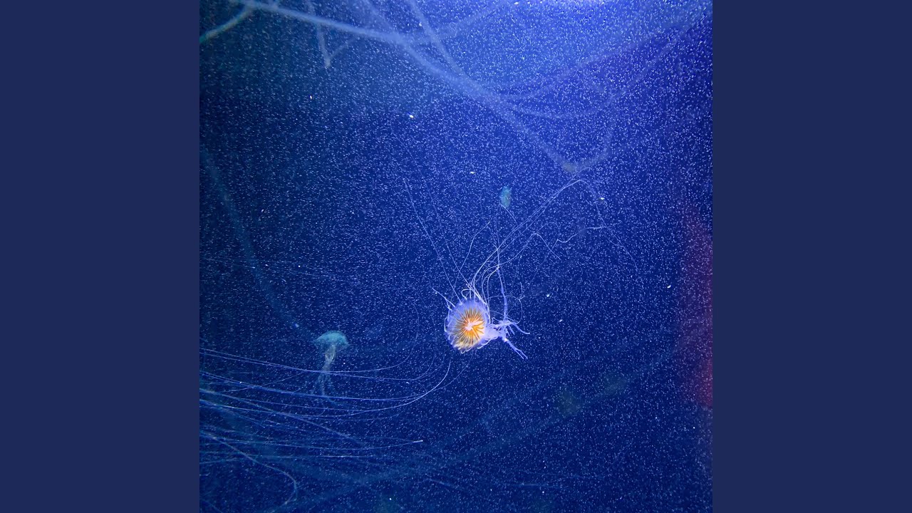 Scam adlı videoyu YouTube'da izle Scam adlı videoyu YouTube'da izle