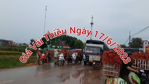 Giá Vải Thiều Tại Lục Ngạn Bắc Giang- 17/6/2023 vietnamese lychee
