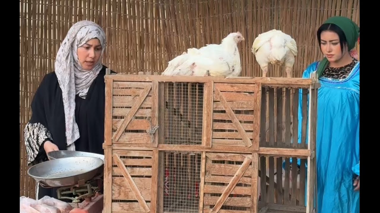 بياعة الفراخ ف الصعيد 