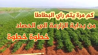 مدة وأفضل أوقات ري محصول البطاطس خطوة خطوة|مشروع مربح في المغرب