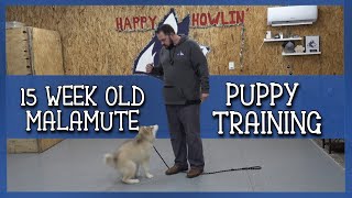 Training secrets for a wellbehaved 15weekold Alaskan Malamute | Happy Howlin' Dog Training