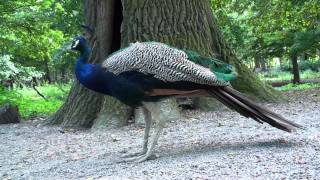 blauer pfau peacock 1080p hd