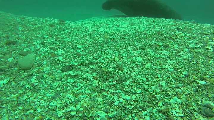 A large manatee came and visited us as we searched...