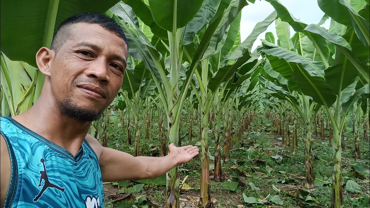 Subrang lapit ng distansya ng pag tanim ng lakatan😲