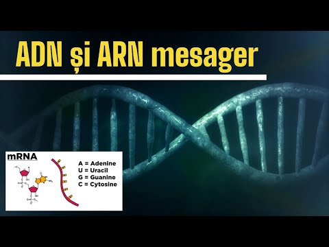 Video: Care sunt exemplele de ADN și ARN?