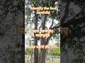 Identify the face carefully चहरा पहचानिए ध्यान से ਸ਼ਕਲ ਪਛਾਣੋ ਗ਼ੌਰ ਨਾਲ