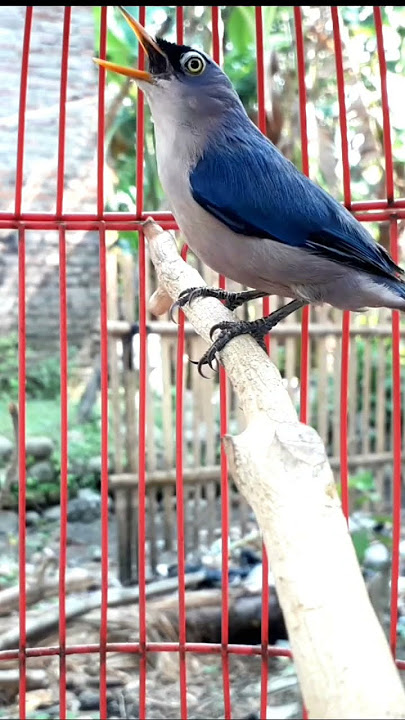 Rambatan paruh merah gacor #kicaumonster #rambatanparuhmerah #rpm #rambatan #birds #birdsounds #2023